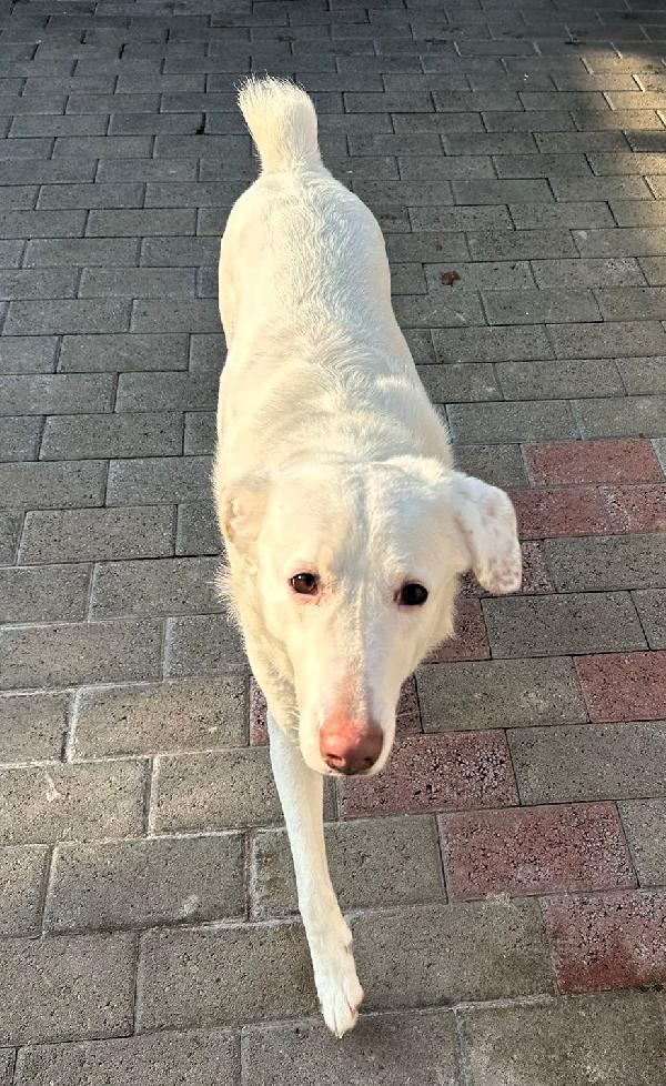 GENNA CAGNOLINA METICCIA Foto 3